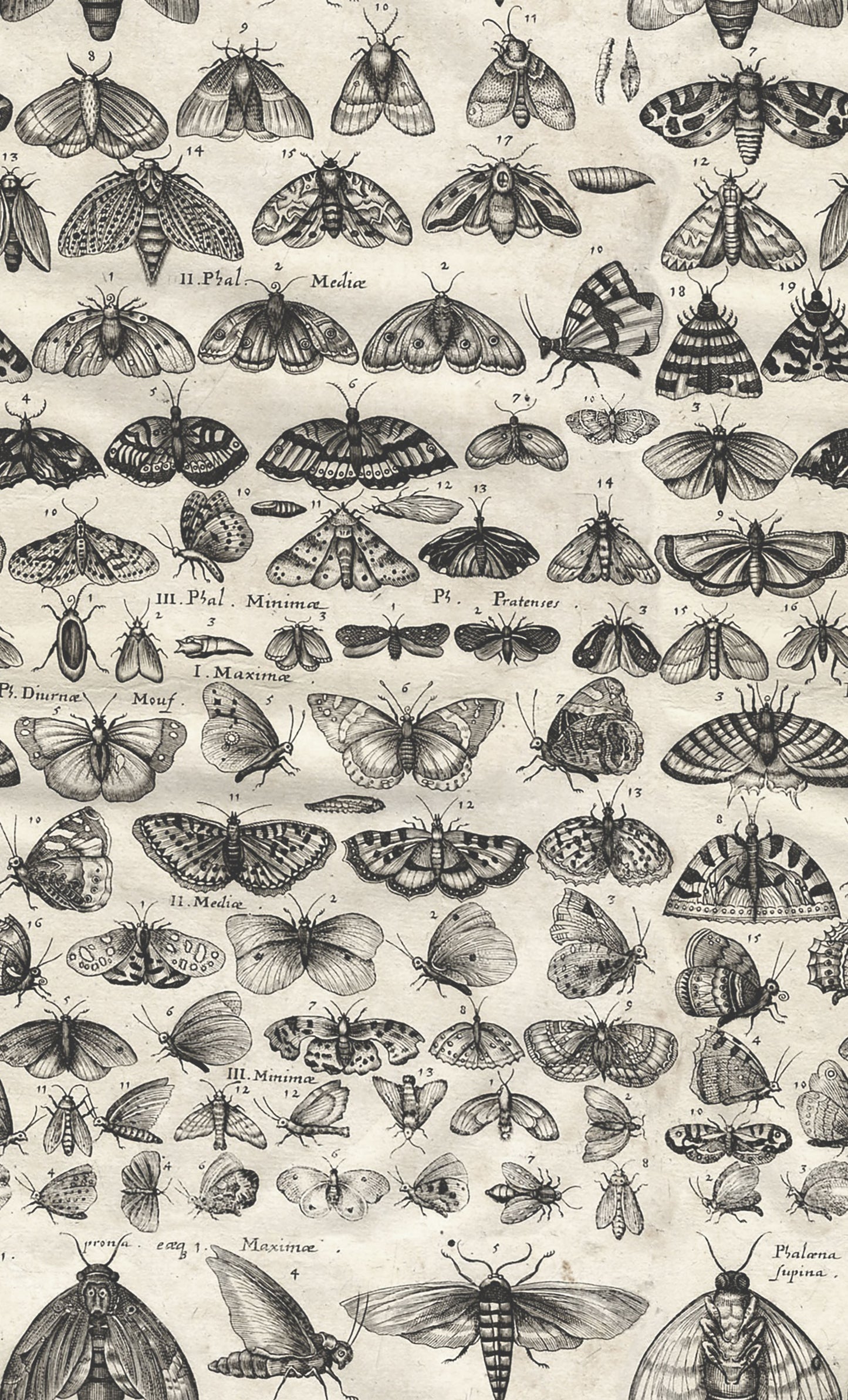 Eclectic Elements - Charcoal - Moths