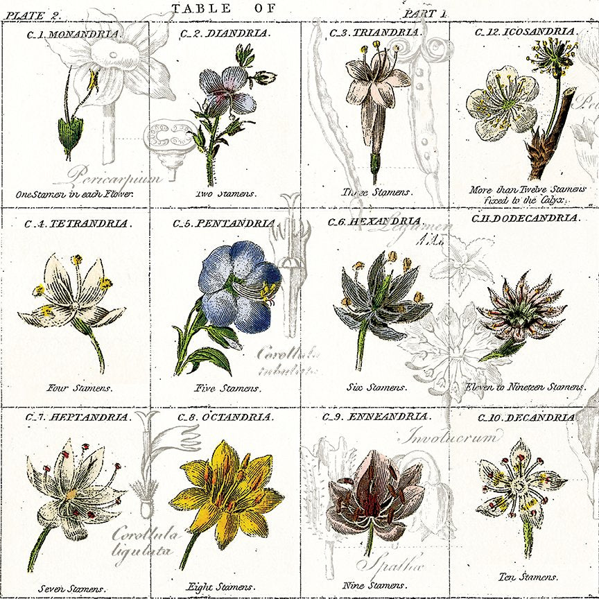 Sewing Seeds - Flower Classes - White