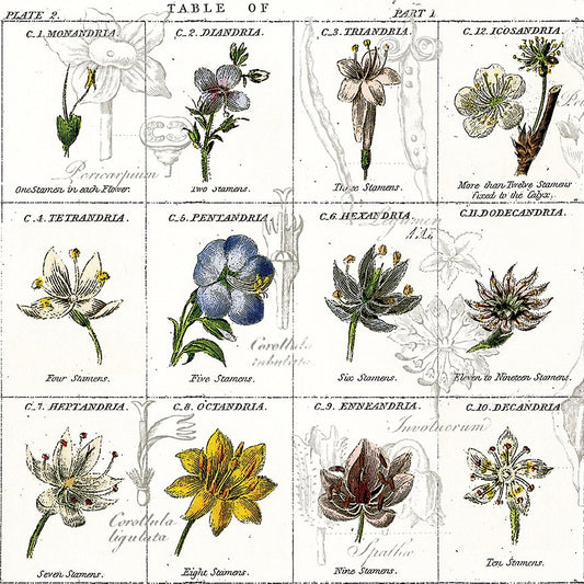 Sewing Seeds - Flower Classes - White