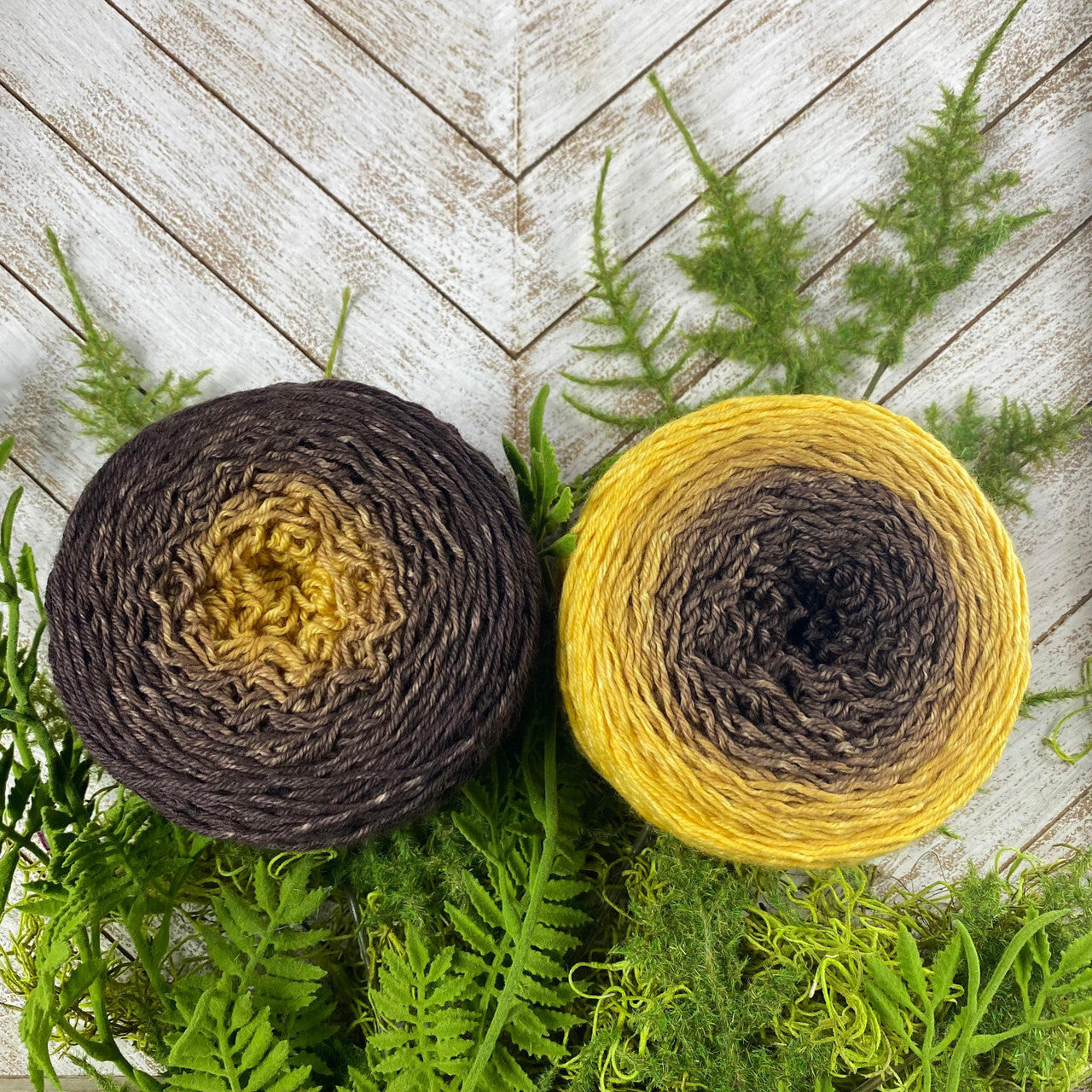 Mad Hatter - Blossoms - Helianthus