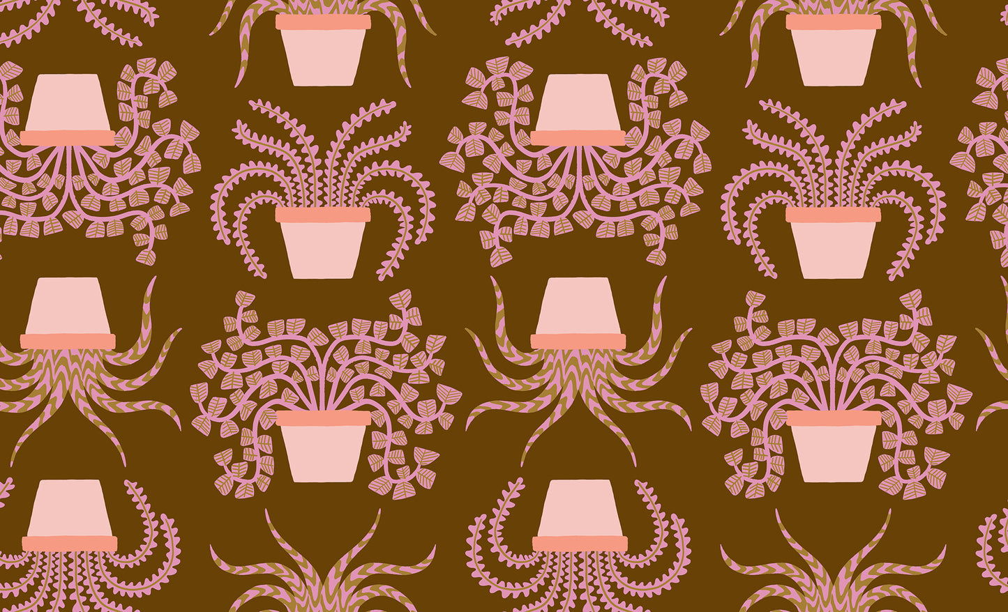 Calathea - Planties - Cocoa