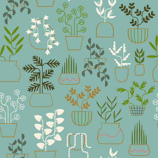 Calathea - Plant Life - Water