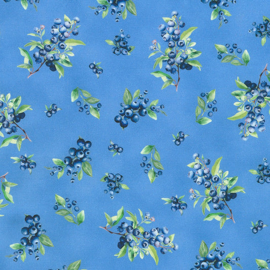 Blueberry Brunch - Blue Jay