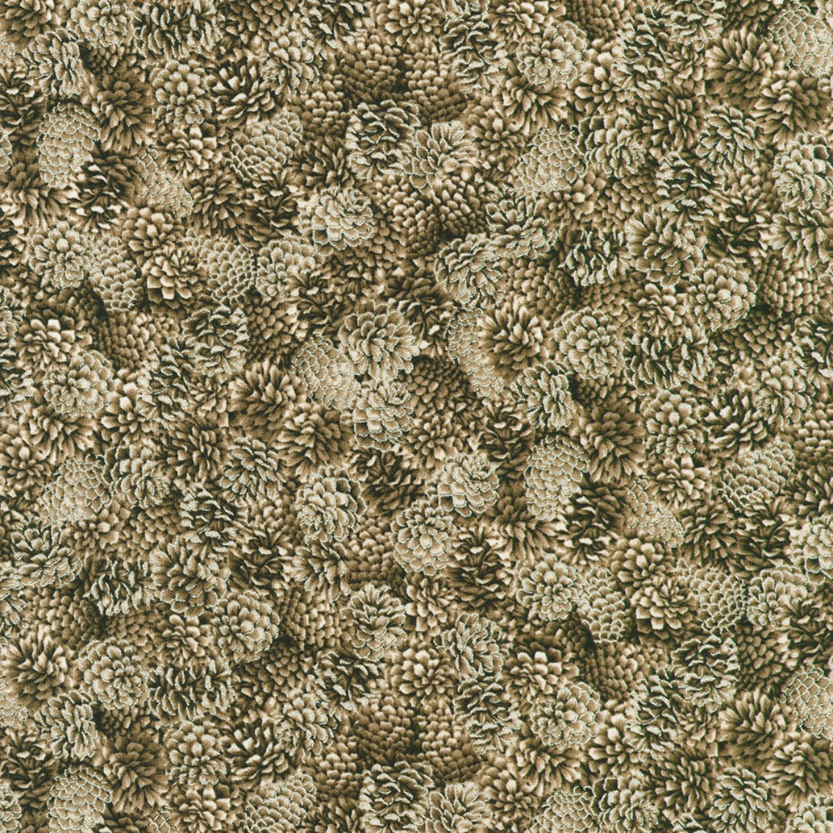 Close-up of pinecones