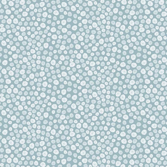 Beyond the Sea - Sand Dollars - Sky